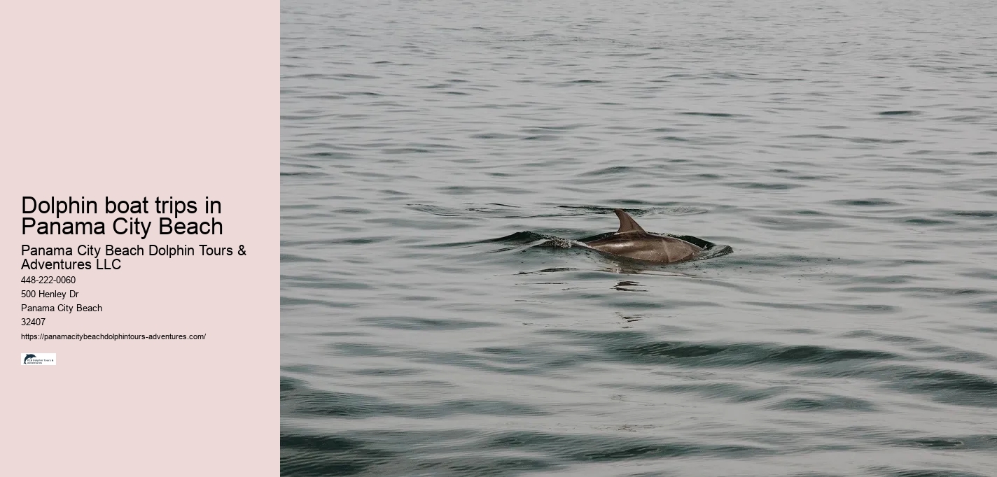 Dolphin boat trips in Panama City Beach