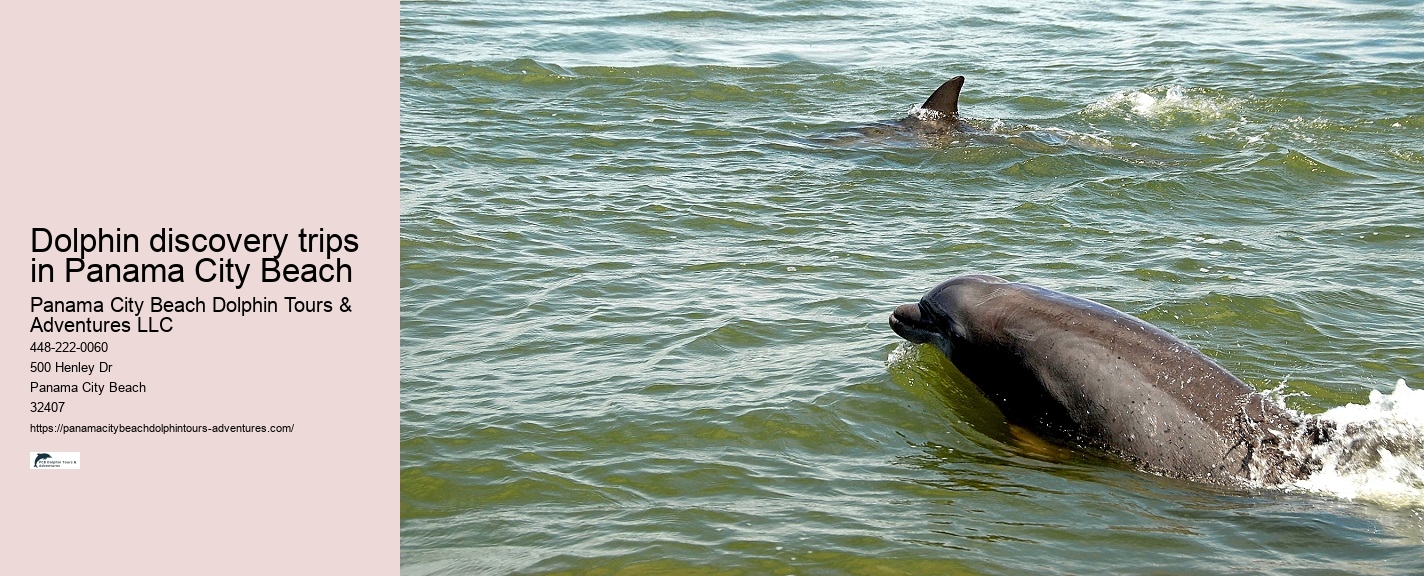 Panama City Beach Dolphin Escapades