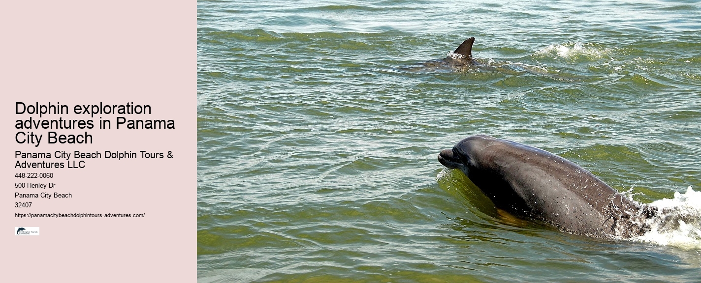 Panama City Beach Dolphin Tours & Adventures Madison