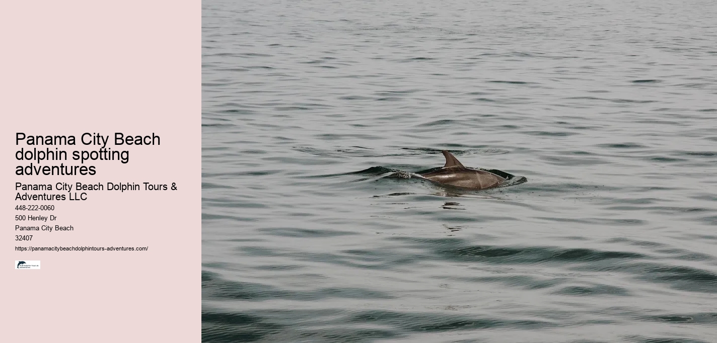 Panama City Beach dolphin spotting adventures