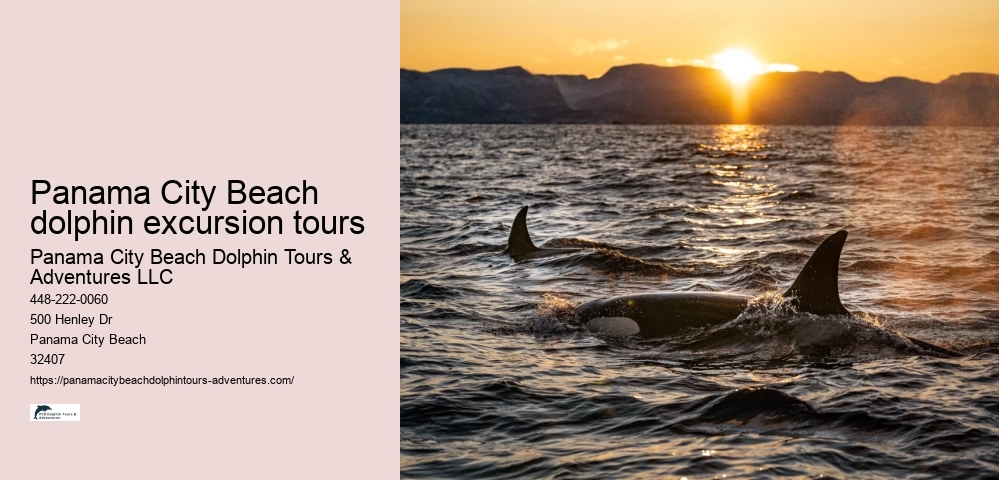 Panama City Beach dolphin excursion tours