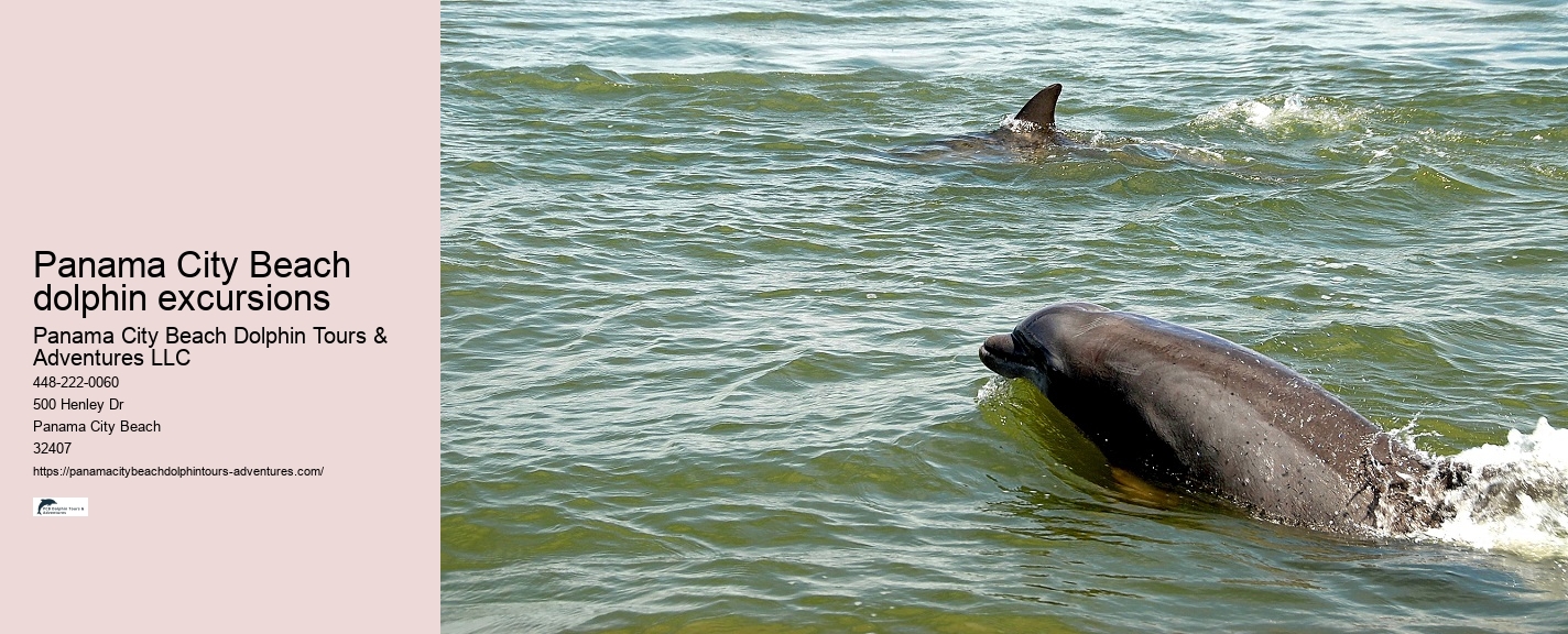 Dolphin Touring Adventures PCB